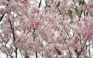 おかえり手洗いの間取り術