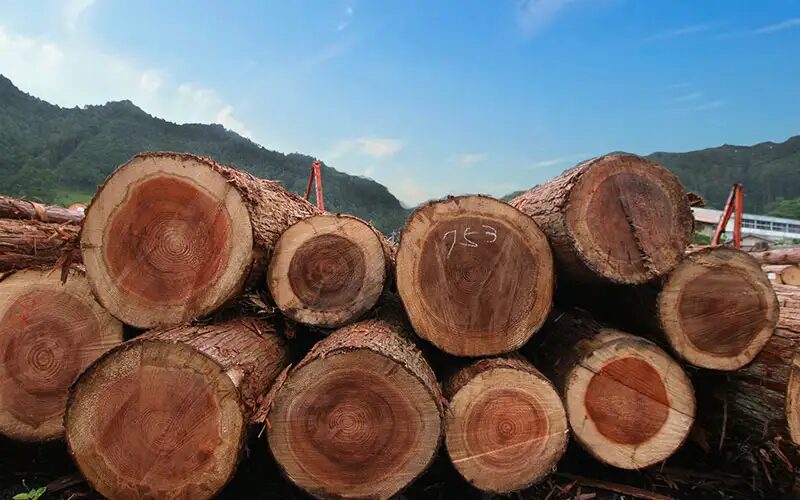 『木』のすばらしさを体感しましょう！