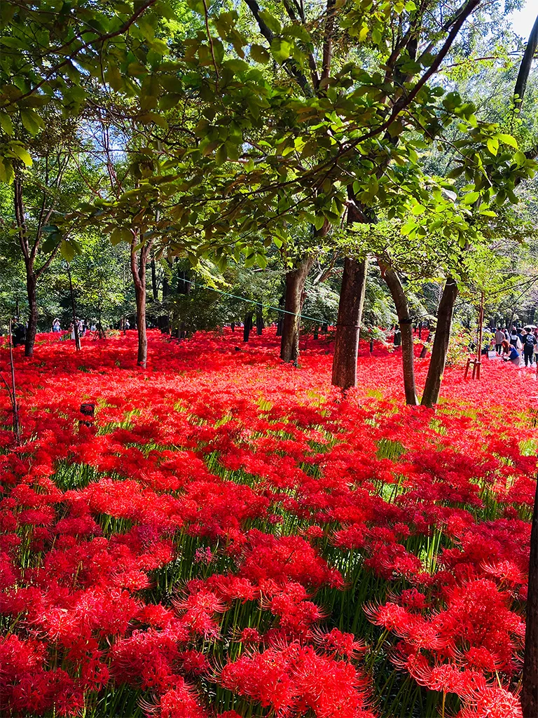 「明るい家≠直射日光の入る家」明るい家をつくるには！？